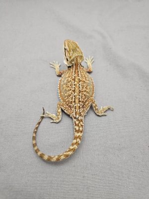 Dunner-ID: DZ2024-220