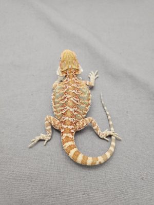 Hypo-ID: DZ2024-78