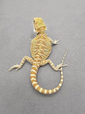 Hypo Het Trans               ID: VBSO2024-04