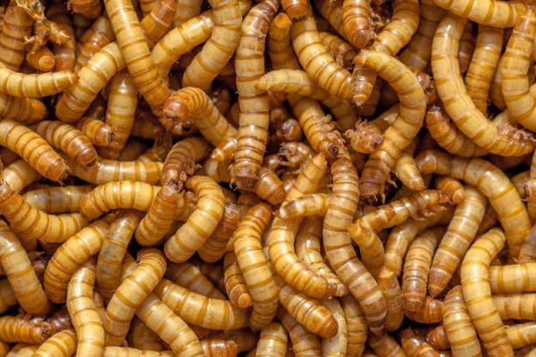 Mealworms 250