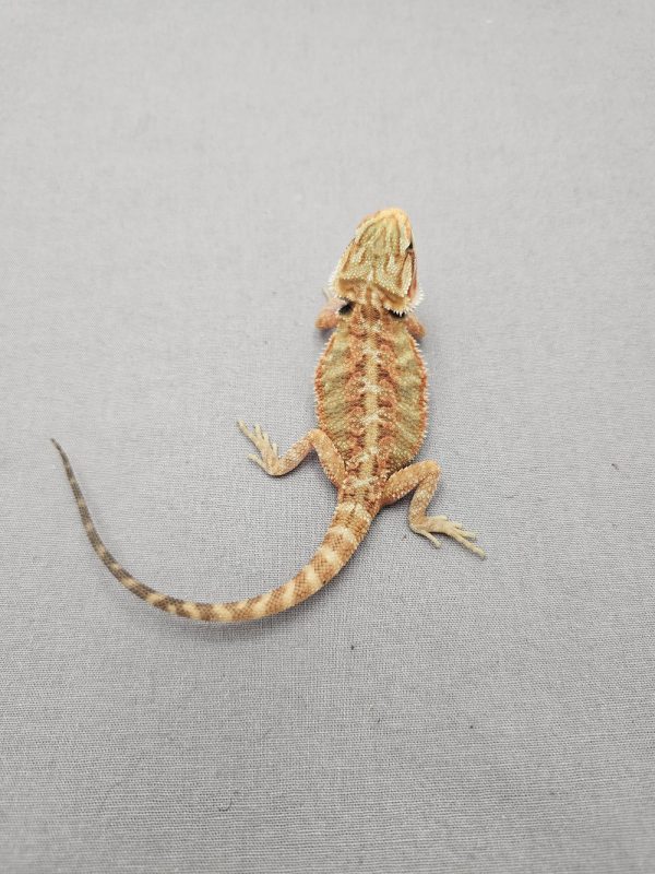 Translucent-ID: DZ2024-208-SOLD