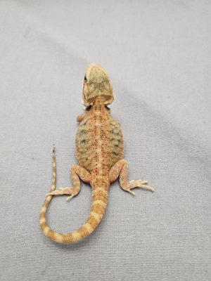 Translucent-ID: DZ2024-209