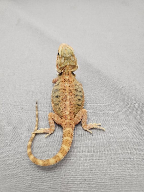 Translucent-ID: DZ2024-209