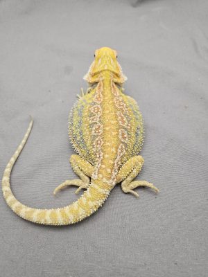 Hypo Citrus Dunner
