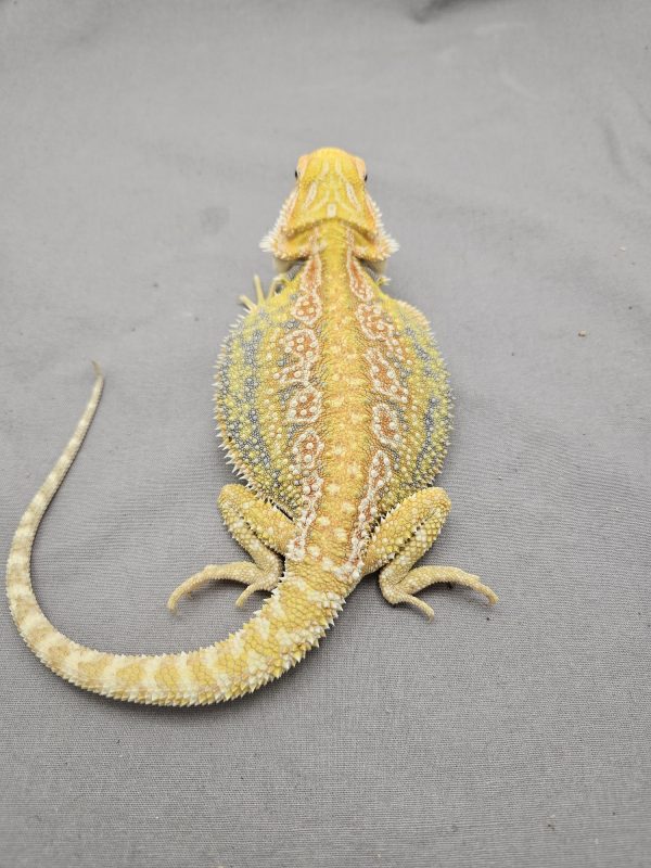 Hypo Citrus Dunner