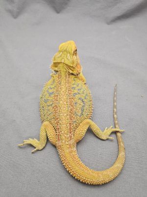 Hypo Citrus Dunner