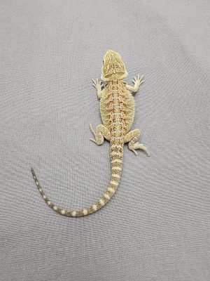 Hypo