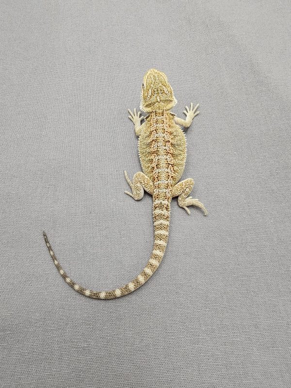 Hypo