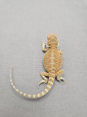 Citrus Hypo
