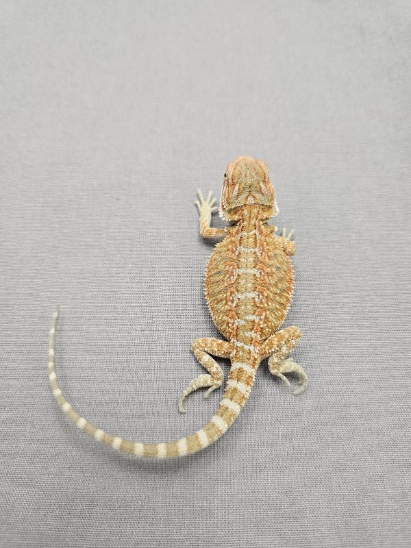 Citrus Hypo