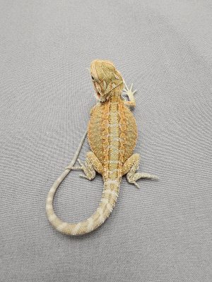 Citrus Hypo