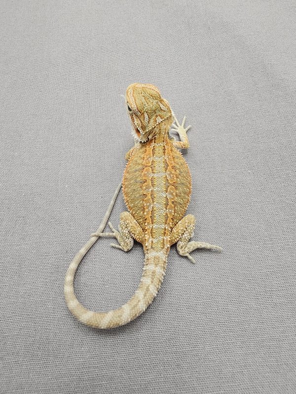 Citrus Hypo