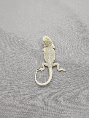 Hypo Witblits