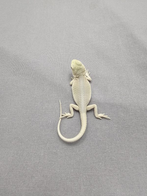 Hypo Witblits