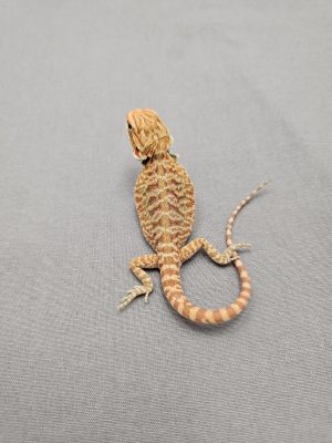 Red Hypo Leatherback