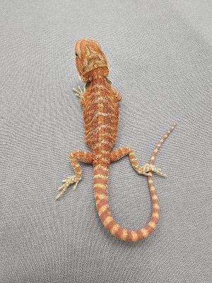 Red Hypo