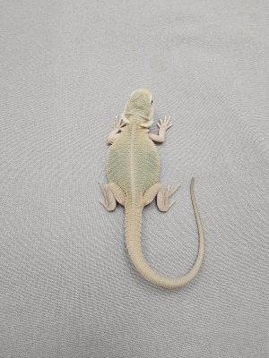 Translucent Witblits