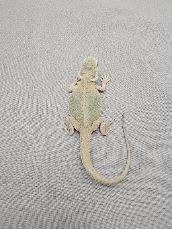 Translucent Witblits