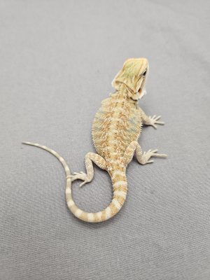 Citrus Hypo