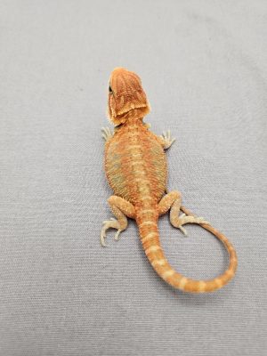 Citrus Hypo Trans