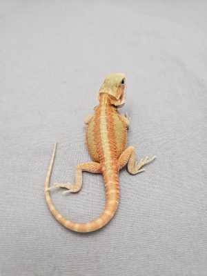 Citrus Hypo Translucent