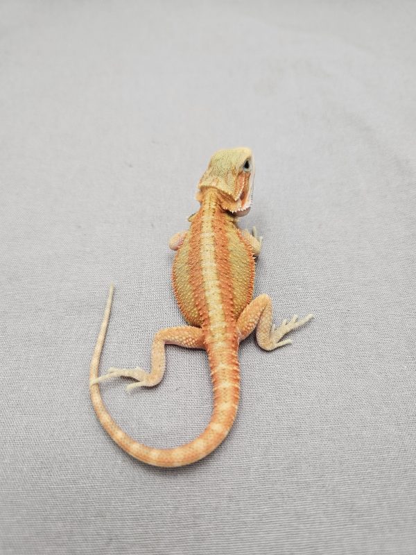 Citrus Hypo Translucent