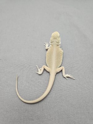 Hypo Witblits Leatherback