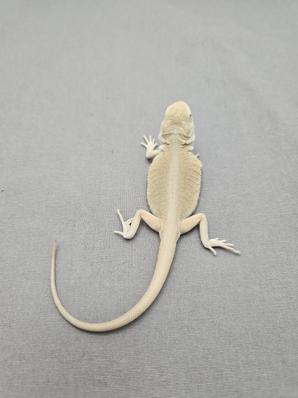 Hypo Witblits Leatherback
