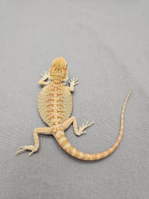 Citrus Hypo Leatherback