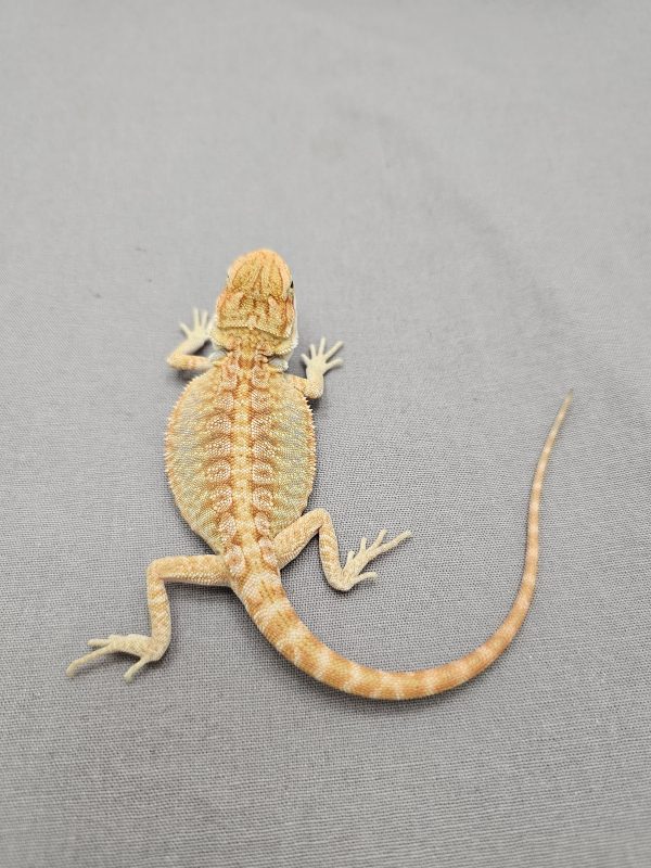 Citrus Hypo Leatherback