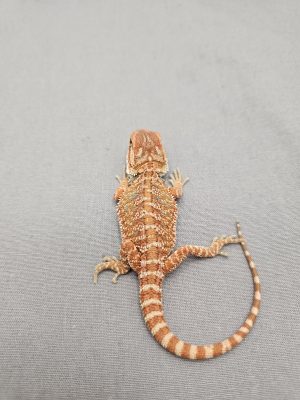 Red Hypo
