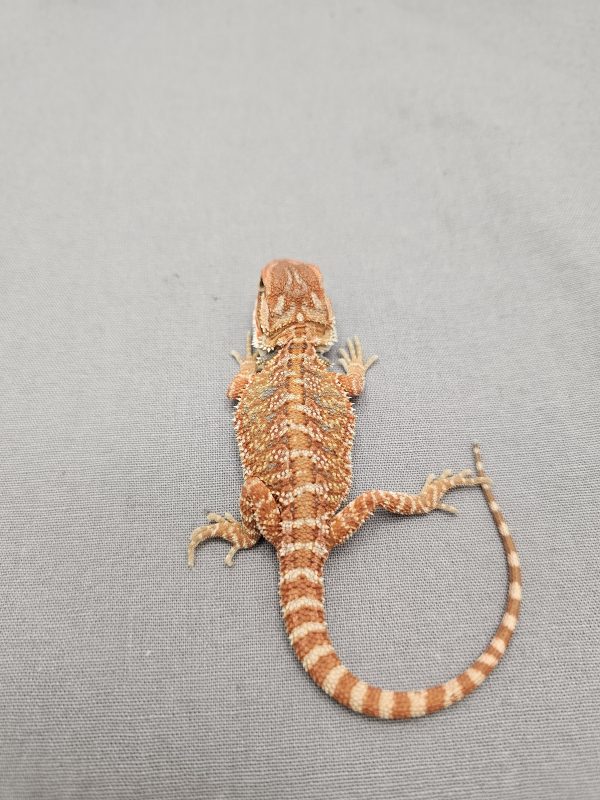 Red Hypo