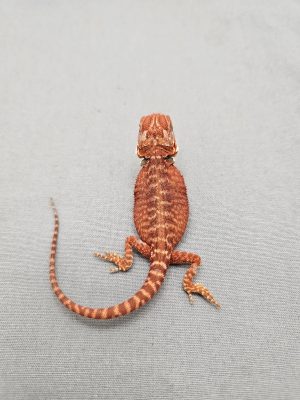 Red Hypo Leatherback